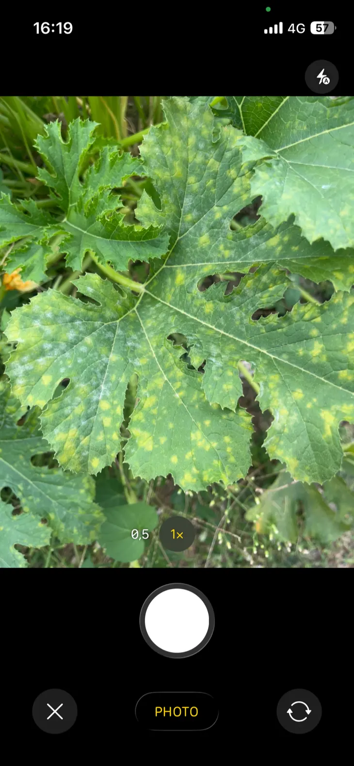 Prise de vue des feuilles tachées d’une courgette pour compléter une demande de diagnostic.