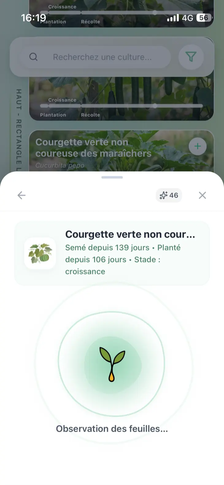 Analyse Grainly en cours à l’étape d’observation des feuilles de la courgette.
