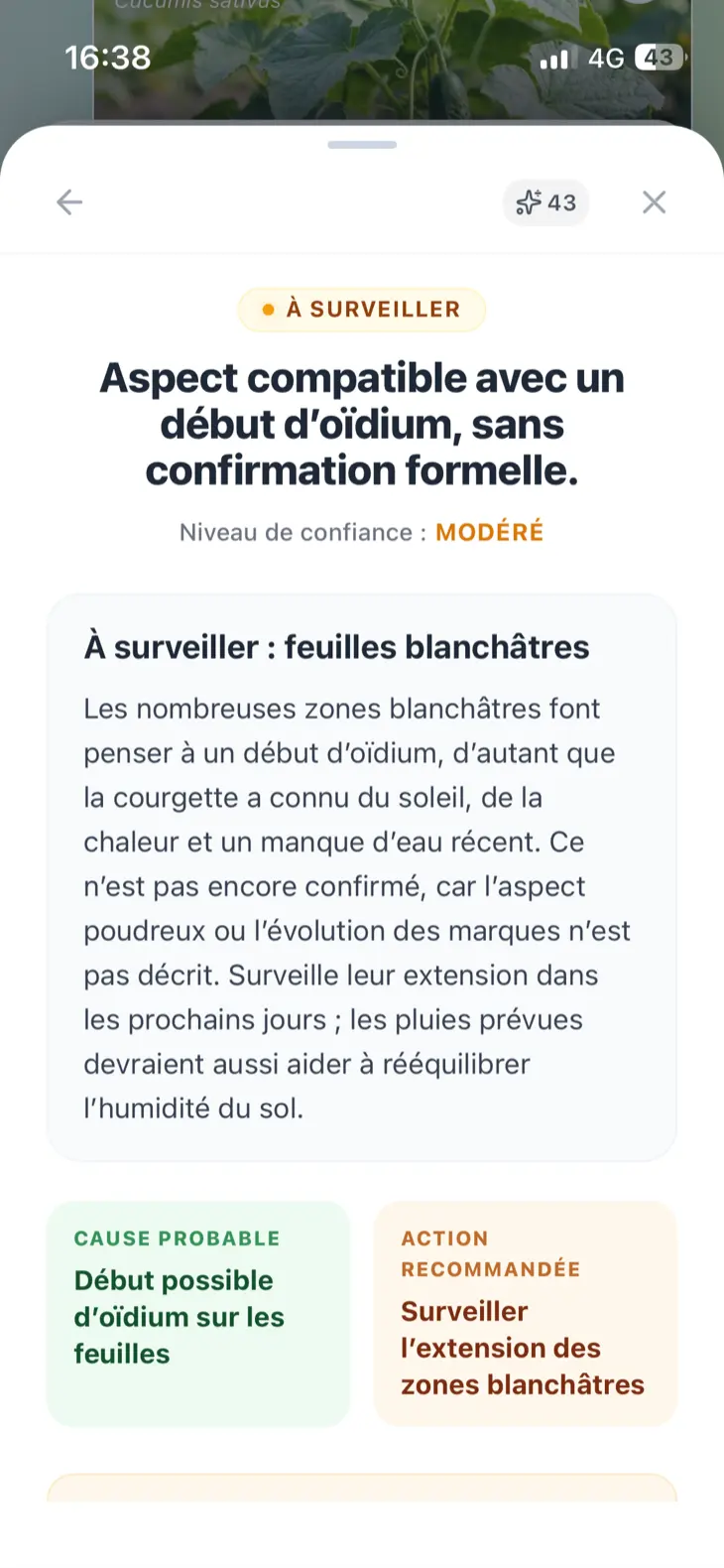 Résultat Grainly à surveiller, avec une hypothèse modérée de début d’oïdium et une action recommandée.